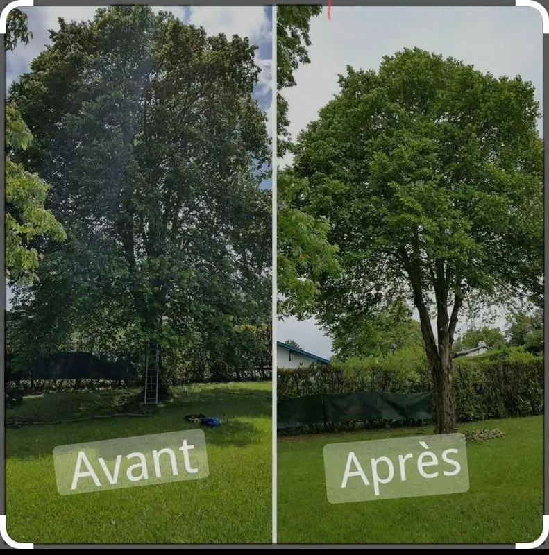 Élagage d'un arbre dans un jardin, avant et après