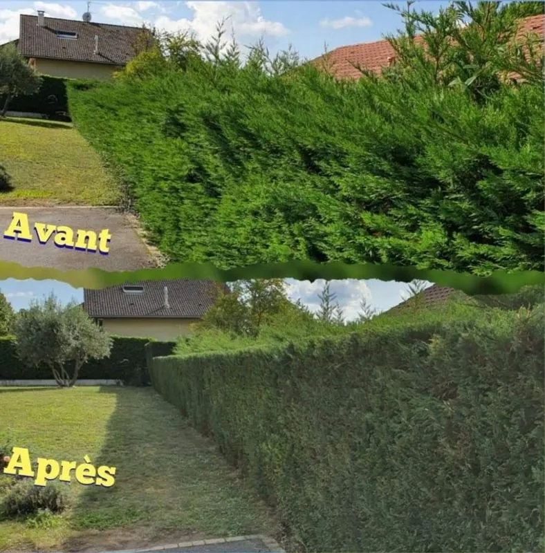 Taille d'une haie de thuyas, avant et après